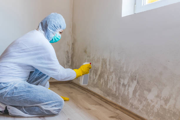Professional mold removal team in Fairplay